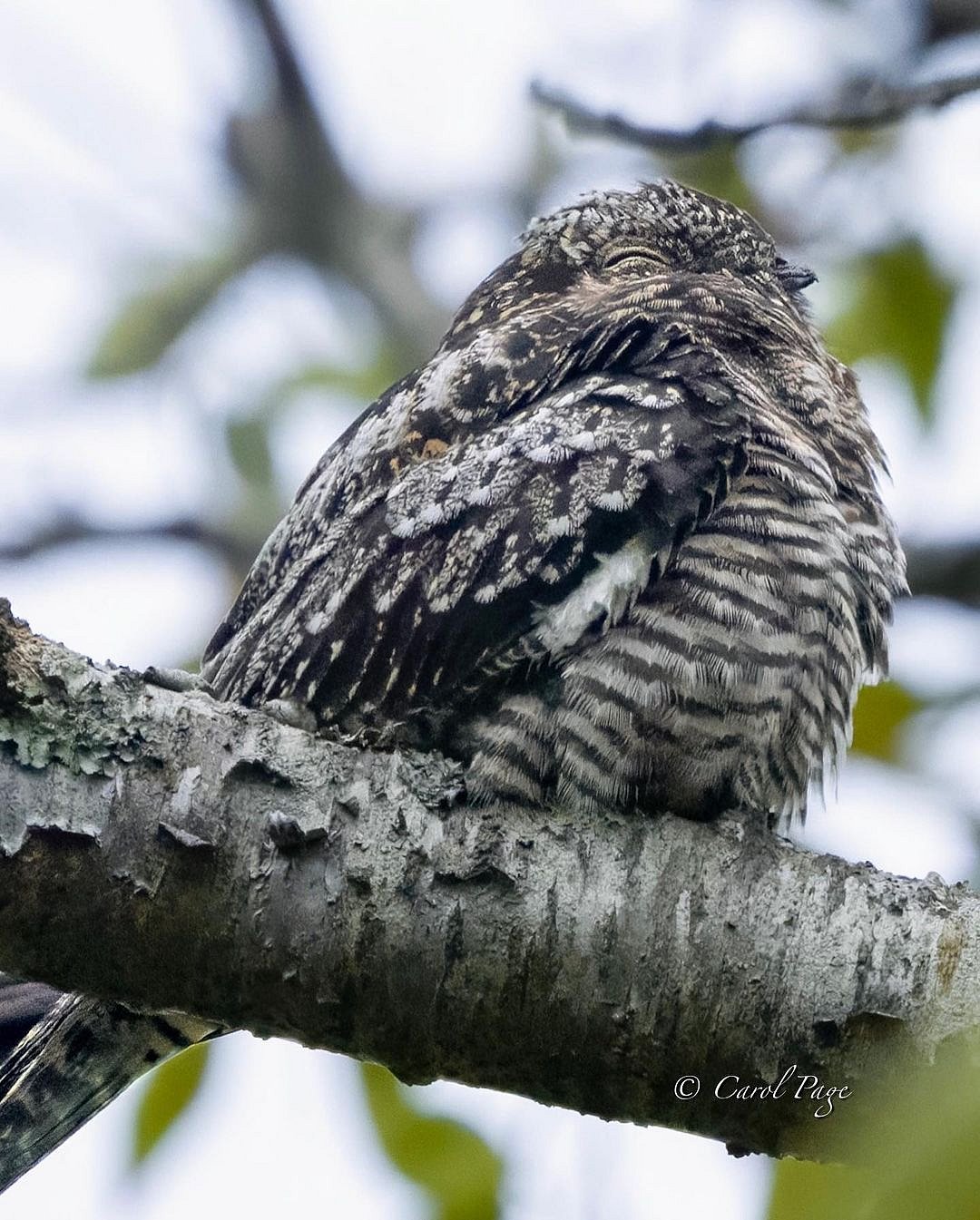 Jerdon’s nightjar